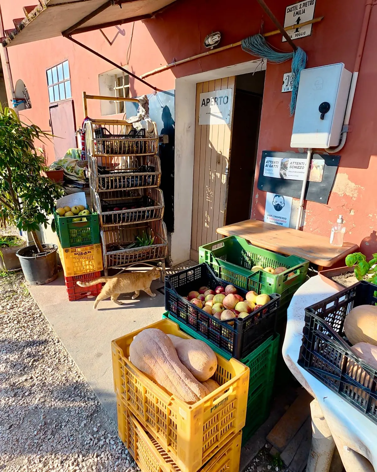 L'ingresso di un punto vendita in azienda con il cartello «Aperto», cassette di mele e zucche davanti alla porta e un gatto che passa