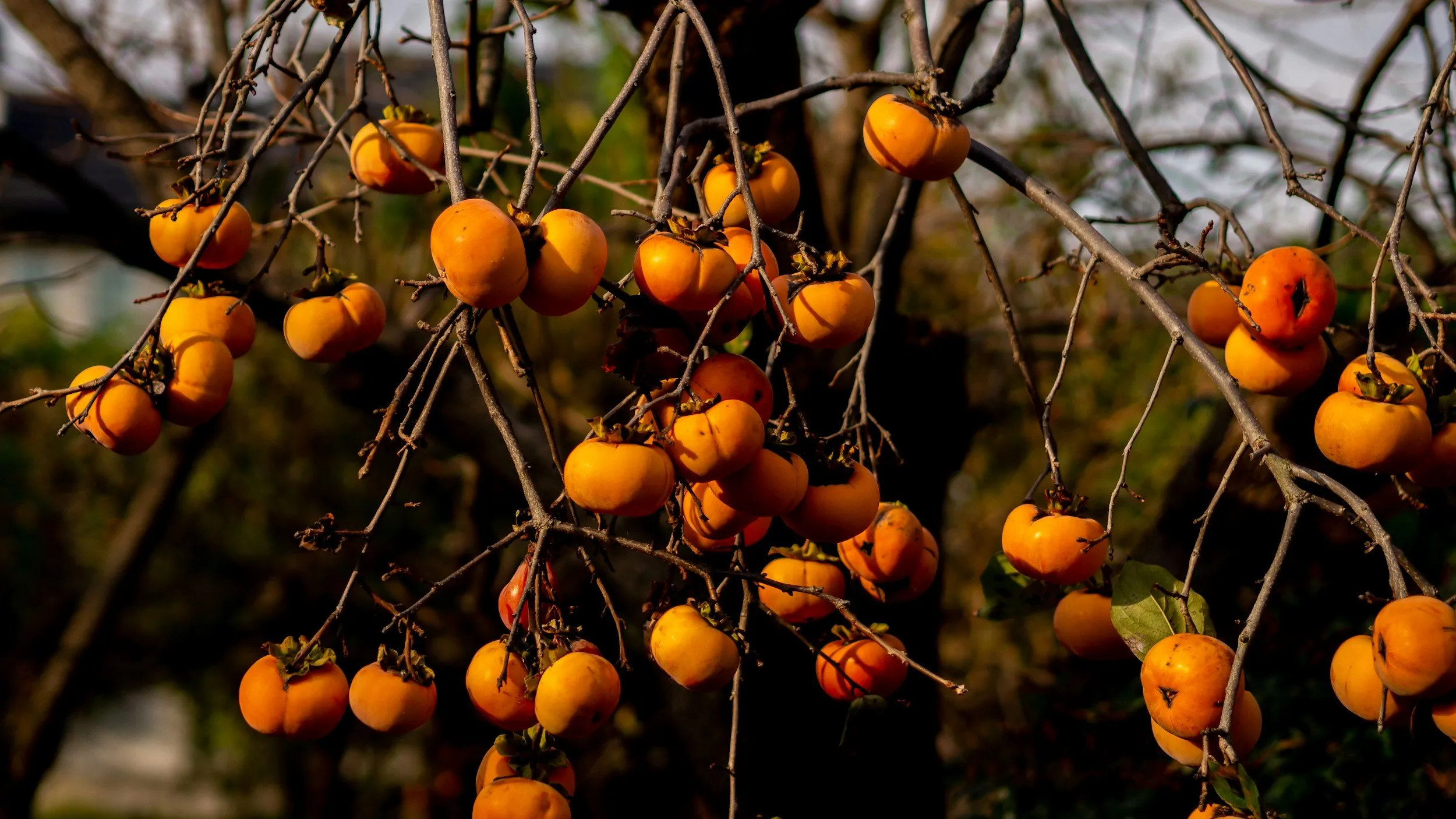 Cachi arancioni maturi appesi ai rami di un albero quasi senza foglie