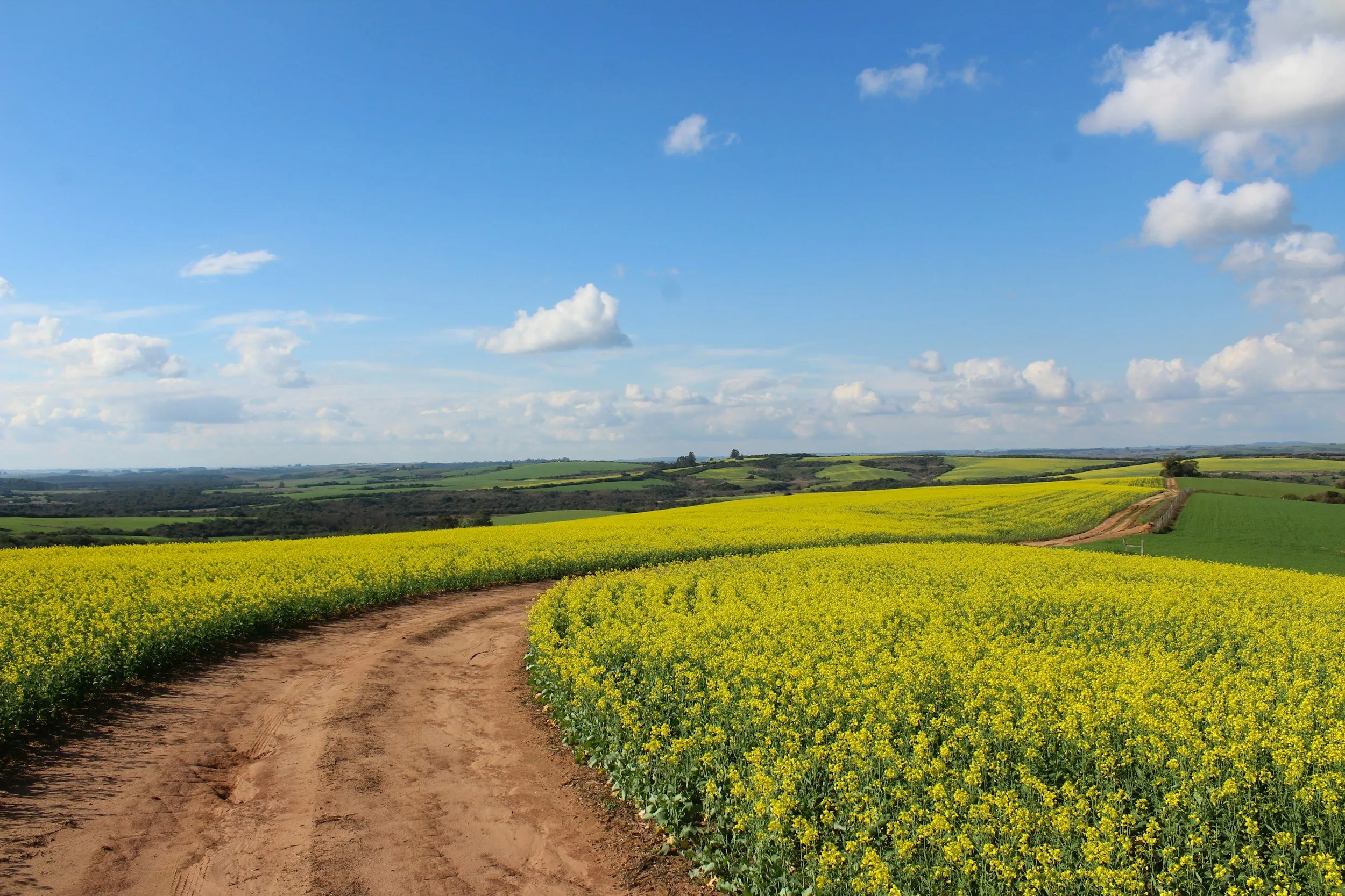 Una strada sterrata che attraversa campi di colza in fiore sotto un cielo azzurro con nuvole