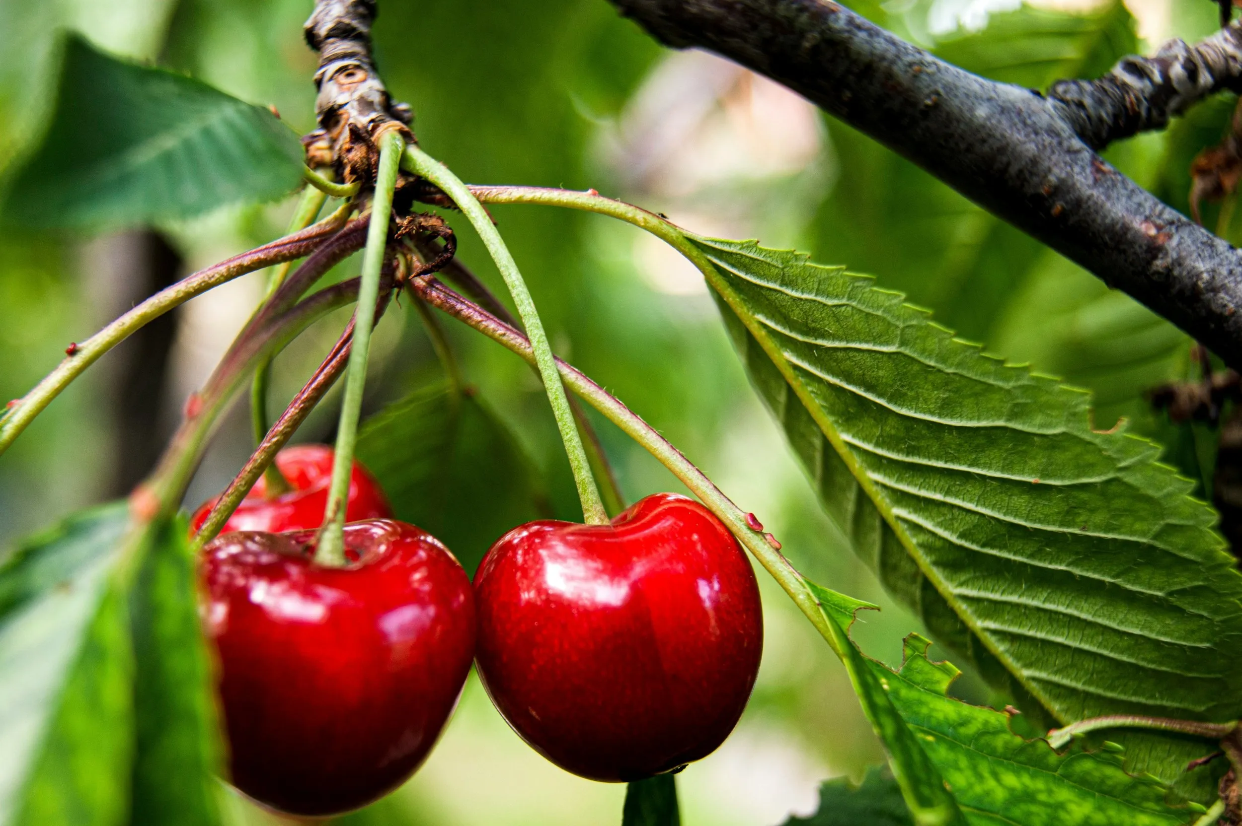 Due ciliegie rosse e lucide appese a un ramo, fra le foglie verdi