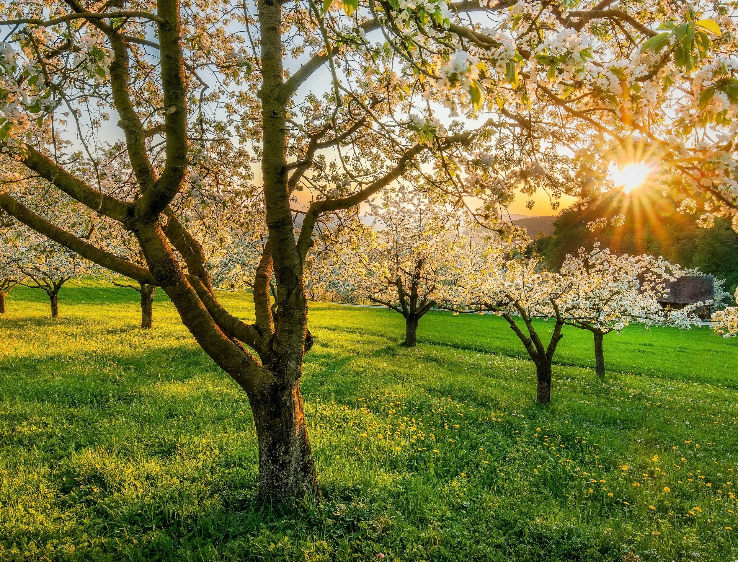 Alberi da frutto in fiore in un prato verde, con il sole basso che filtra fra i rami