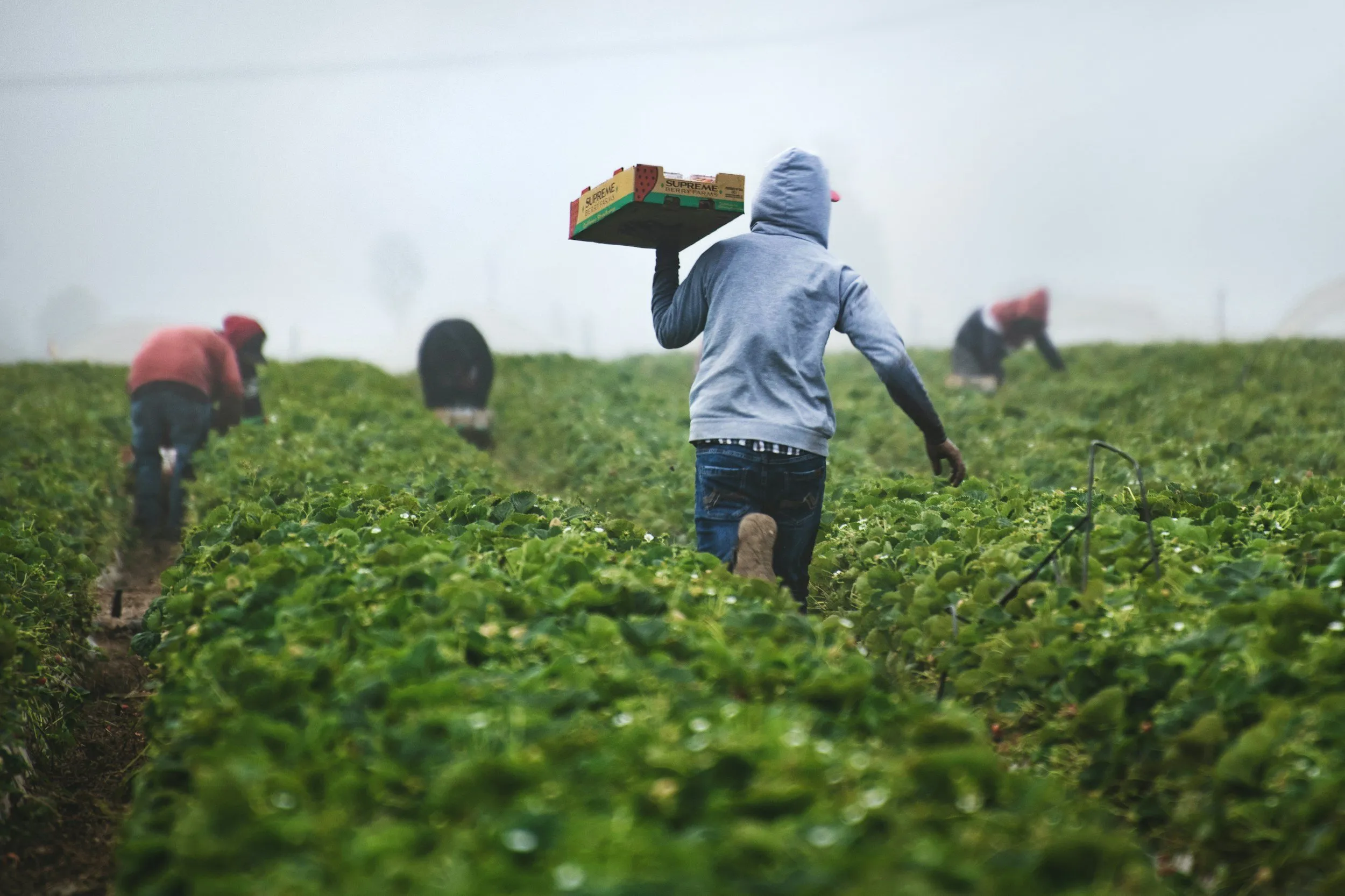 Persone al lavoro in un campo coltivato, una porta sulla spalla una cassetta del raccolto