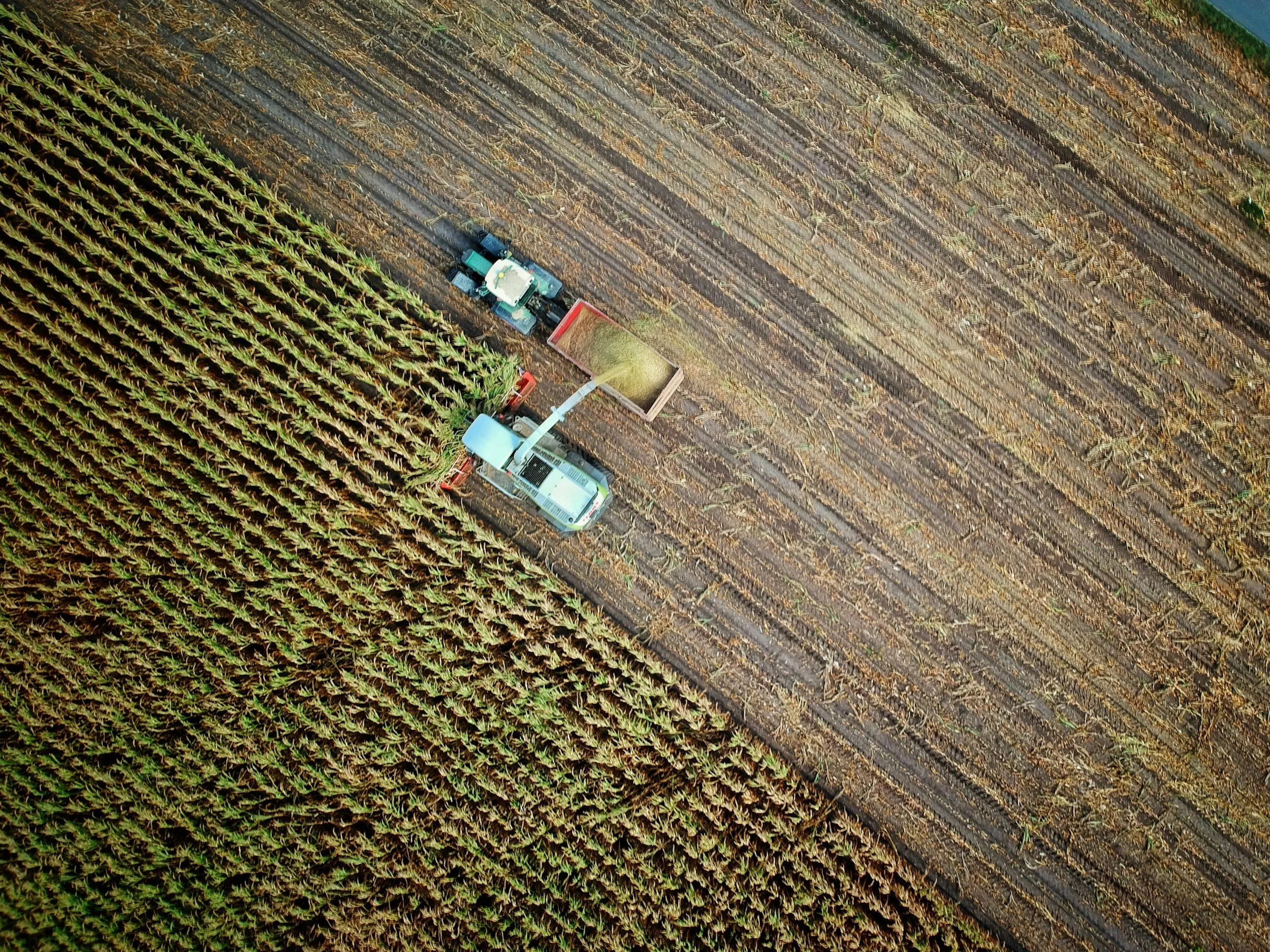 Vista dall'alto di una mietitrebbia che scarica il raccolto in un rimorchio trainato da un trattore