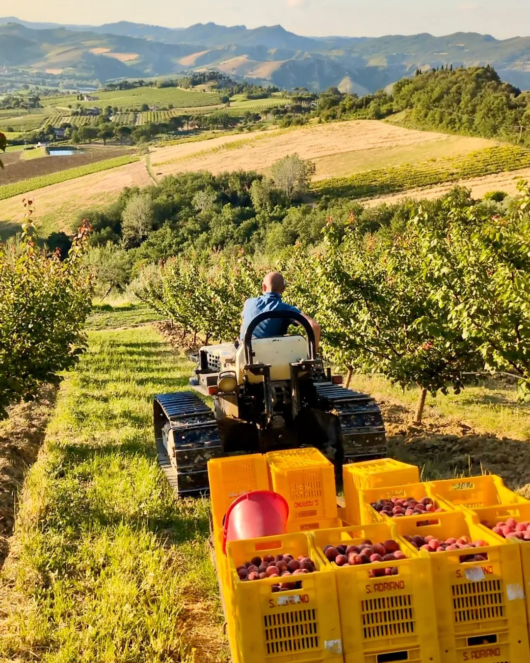 Un agricoltore su un trattore cingolato fra i filari di un frutteto in collina, con le cassette gialle piene di albicocche appena raccolte