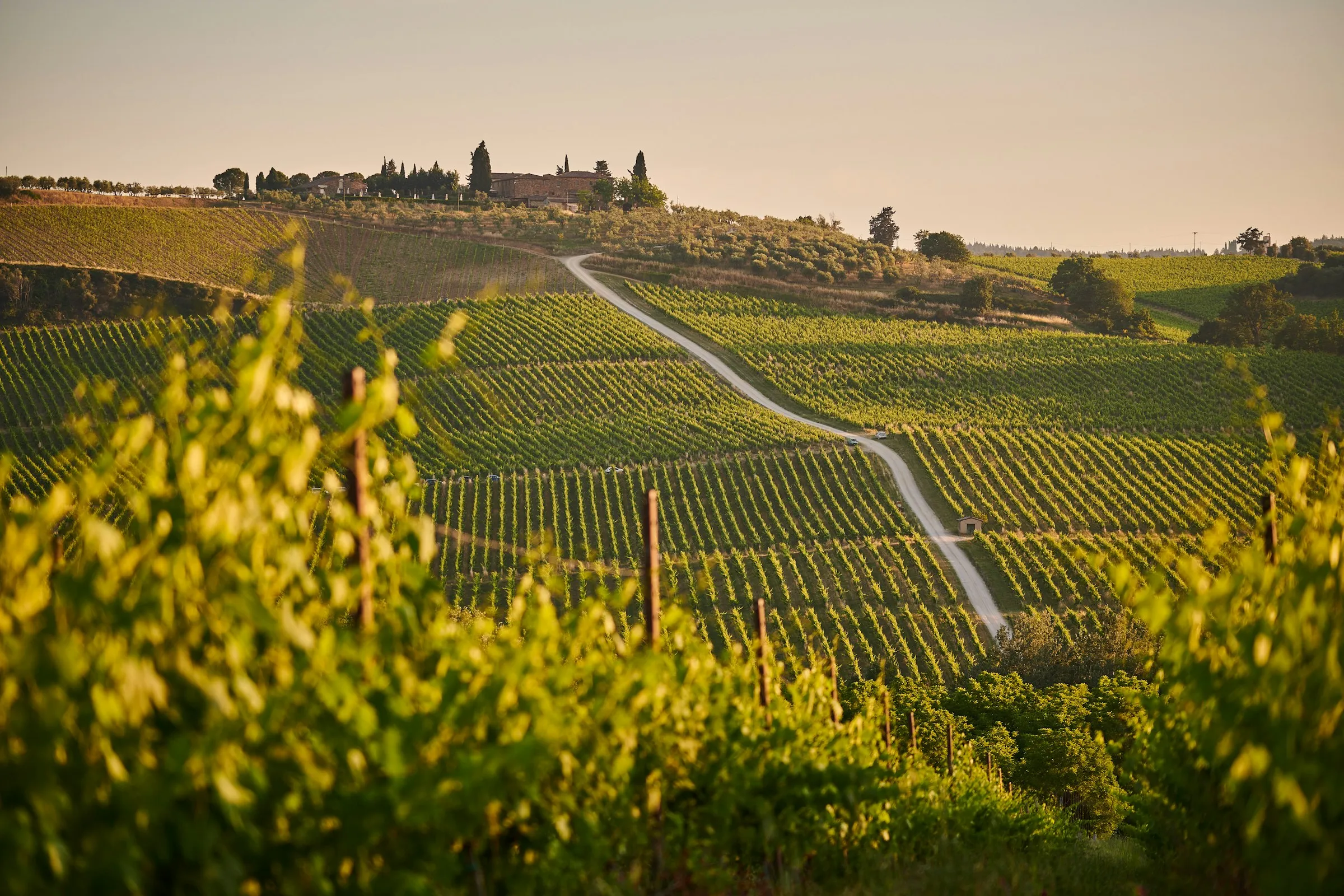 Filari di vigne su una collina toscana al tramonto, attraversati da una strada bianca
