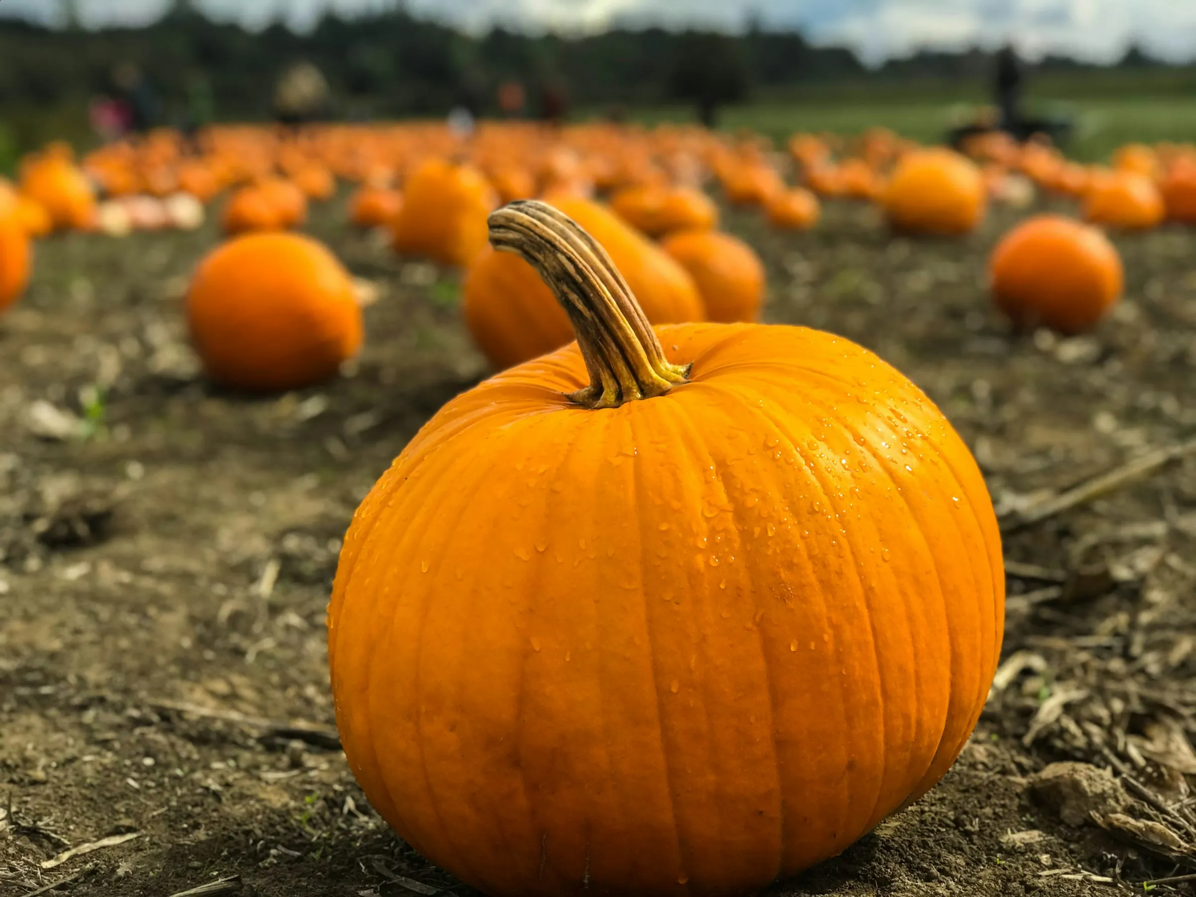 Una zucca arancione in primo piano in un campo, con molte altre zucche sullo sfondo